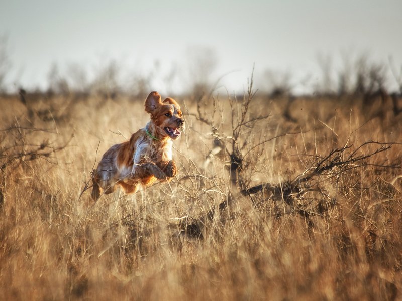 Портфолио фото превью