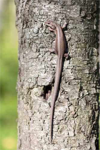 Про длину хвоста