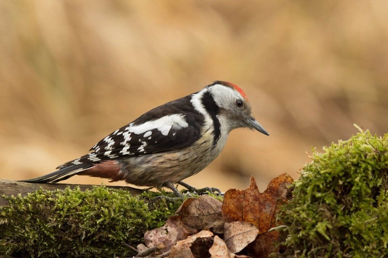 , Janina J?drzejewska-Szombara