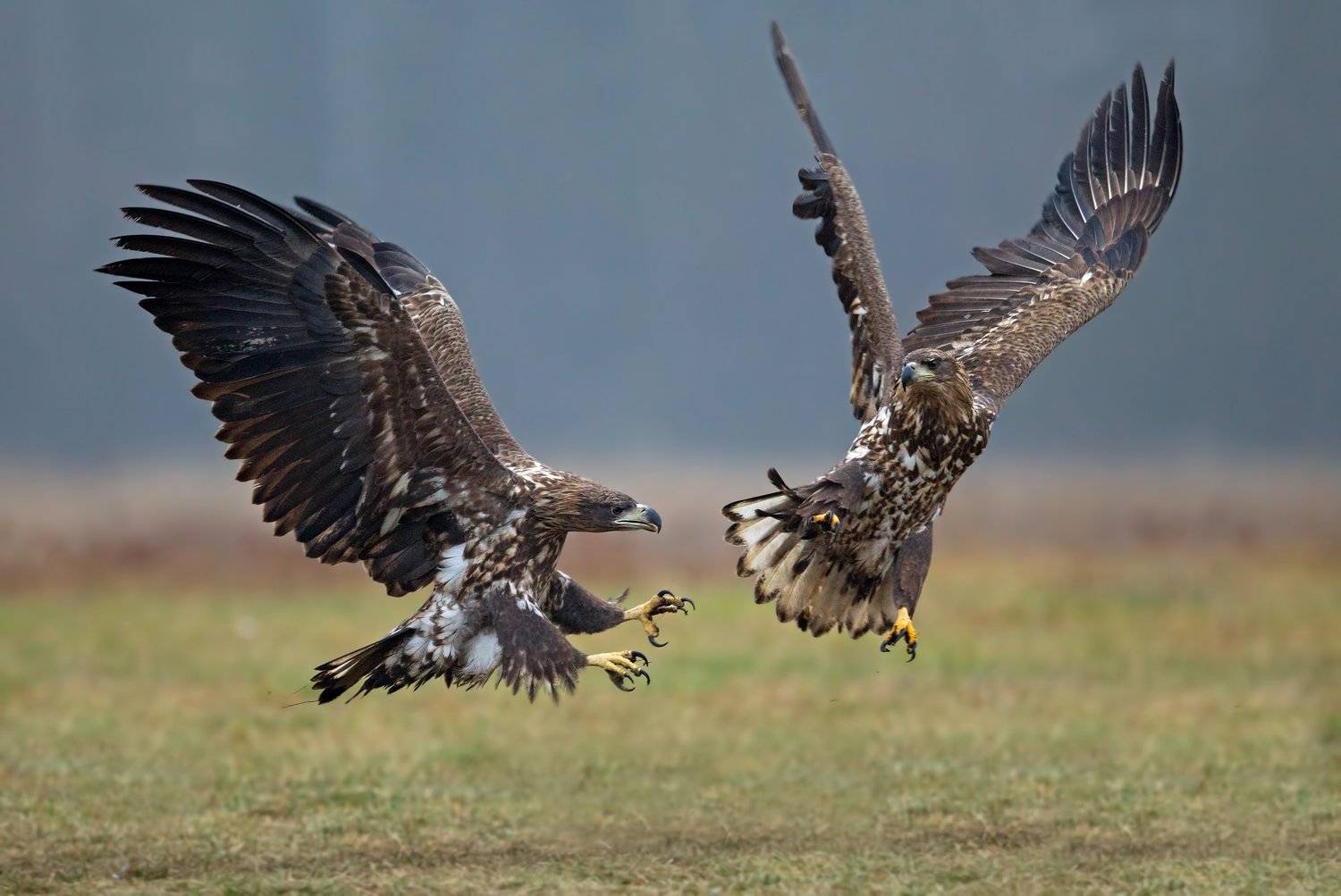 haliaeetus albicilla, white tailed eagle, орлан-белохвост, Ivan Ivanov