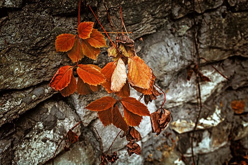 осенний блюз фото превью