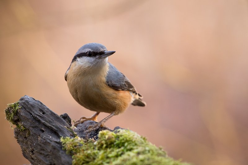 Nuthatch фото превью