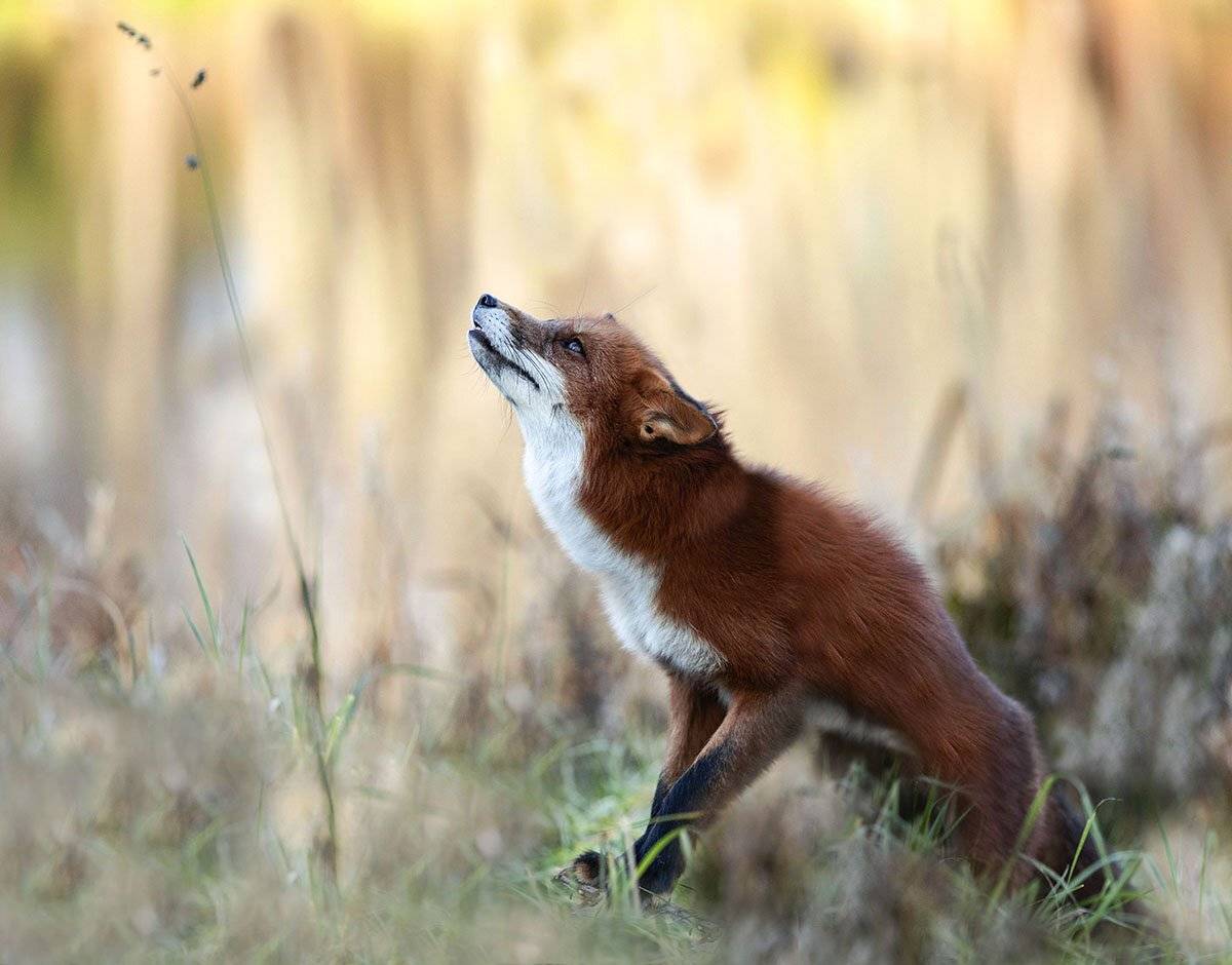 лиса,животное,красота,осень,природа,foxy, wildlife, animal,red fox, nature, Юлия Стукалова