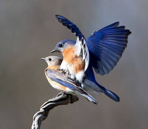 Couple Eastern Bluebirds - Пара Восточная сиалия