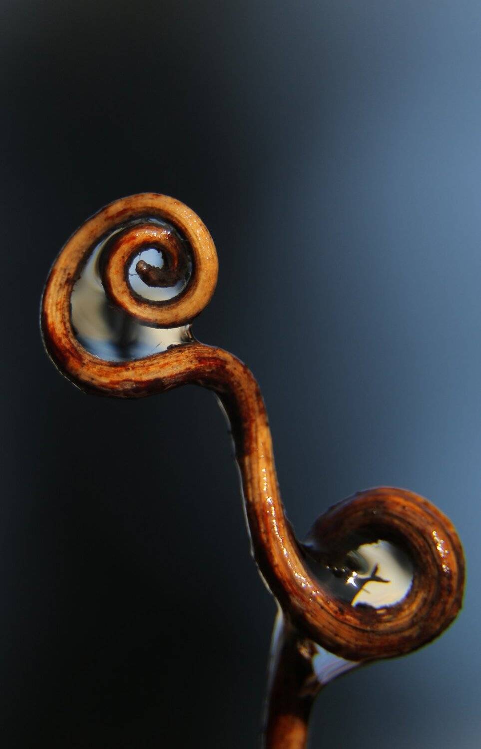 шаварёв, макро, природа, арт, фотография,, Александр Шаварёв