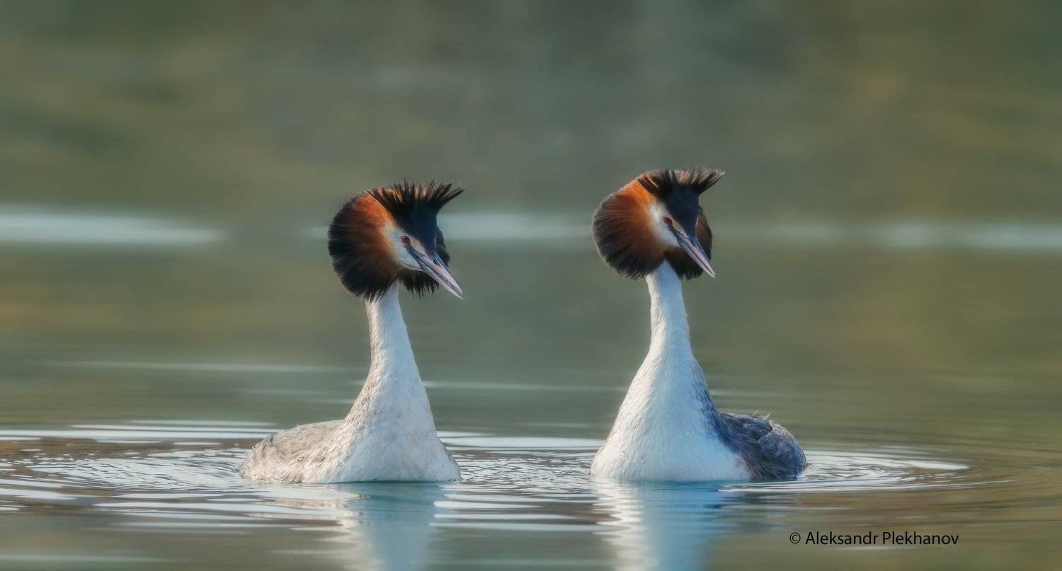 , Alexander Plekhanov