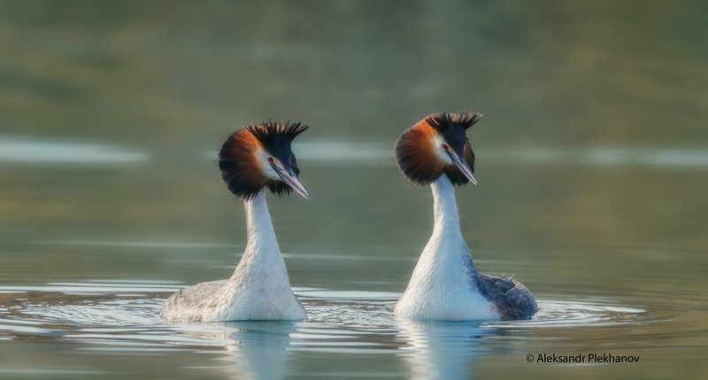 ОН и ОНА фото превью
