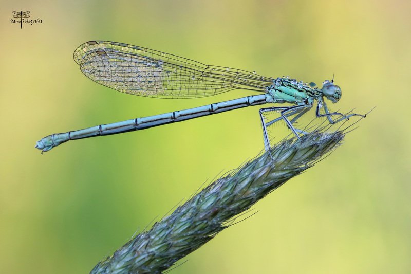 Platycnemis pennipes-Pióronóg zwykły. фото превью
