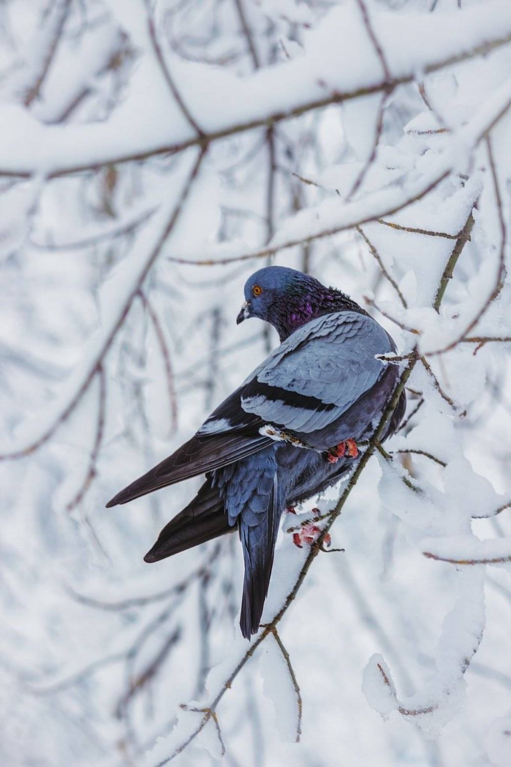canon 55-250, beautiful, красивый, moment, момент, nature, природа, wildlife, живая, bird, птица, dove, голубь, winter, зима, зимний, snowy, снежно, Наталья Терентьева
