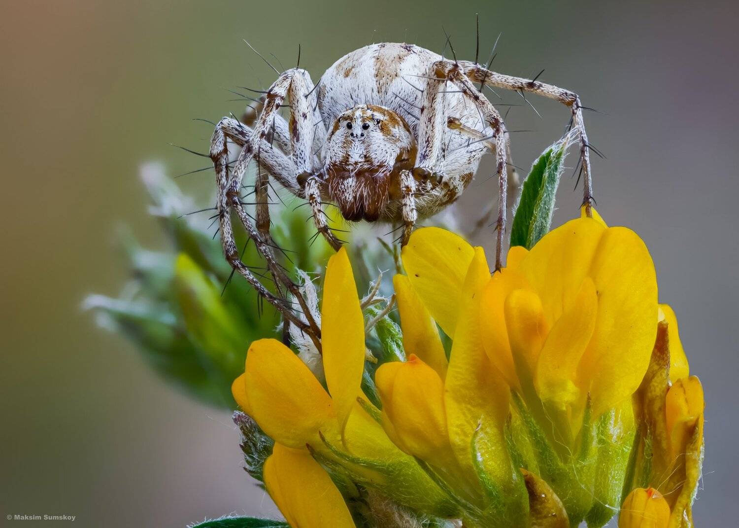 макро,стекинг,утро, паук,вега-11у, Максим Сумской