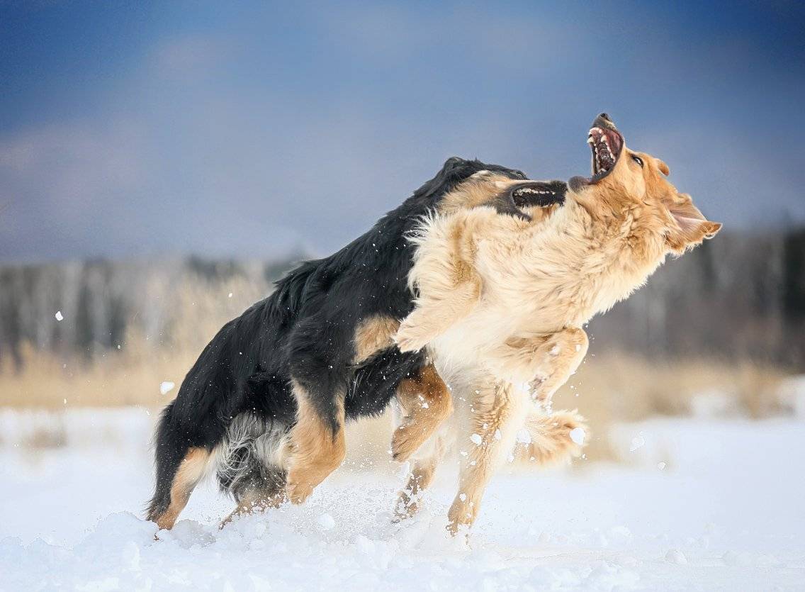 , Андрей Ершов