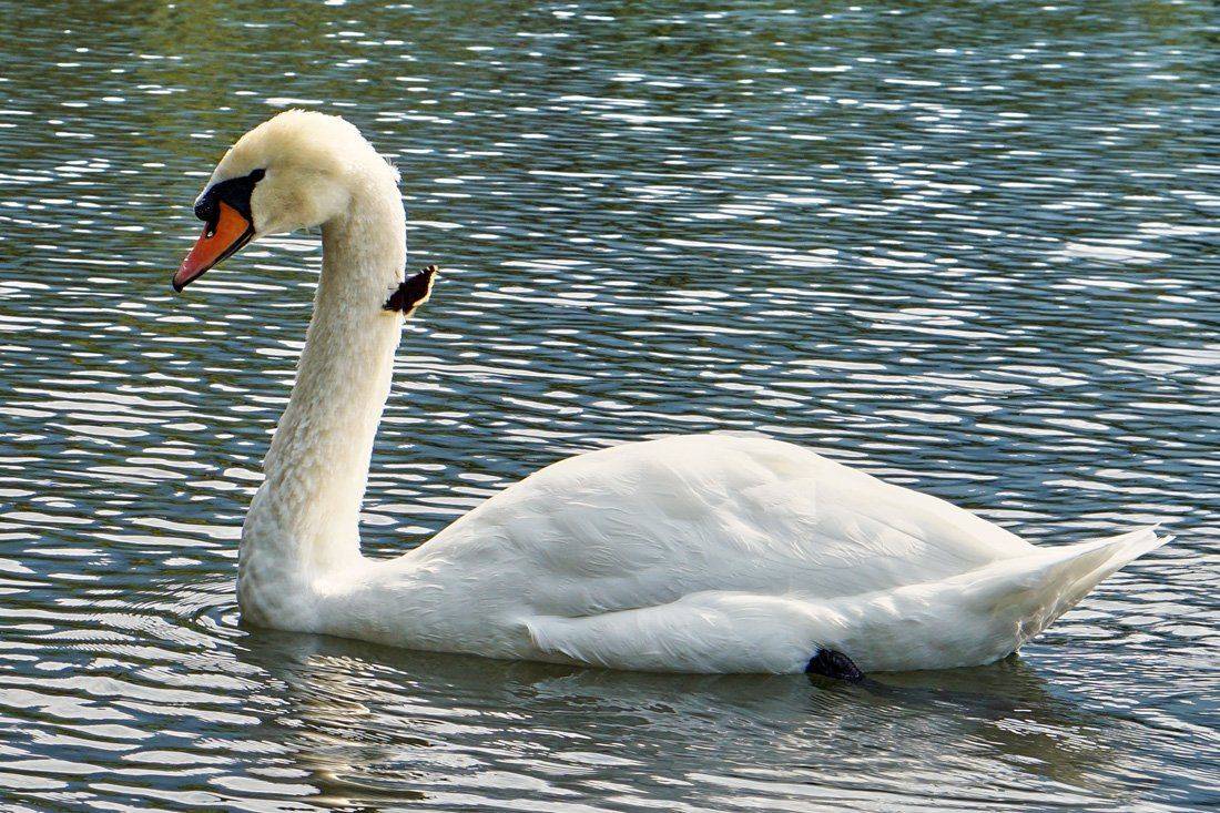 , Сергей Низовцев