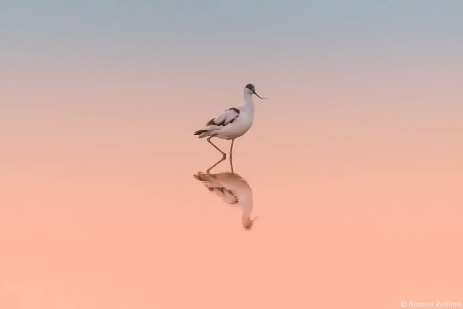 шилоклювка,птицы,животные ,птица,природа,отражение,минимализм, Наталья Рублина