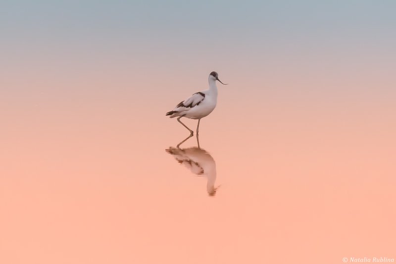 шилоклювка,птицы,животные ,птица,природа,отражение,минимализм Шилоклювка фото превью