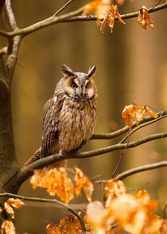 Ушастая сова фото превью