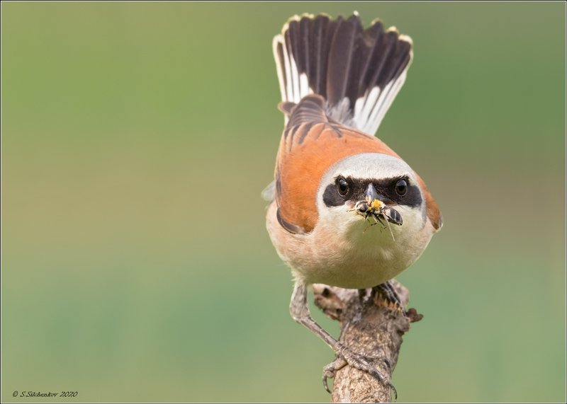 Милейший взгляд фото превью