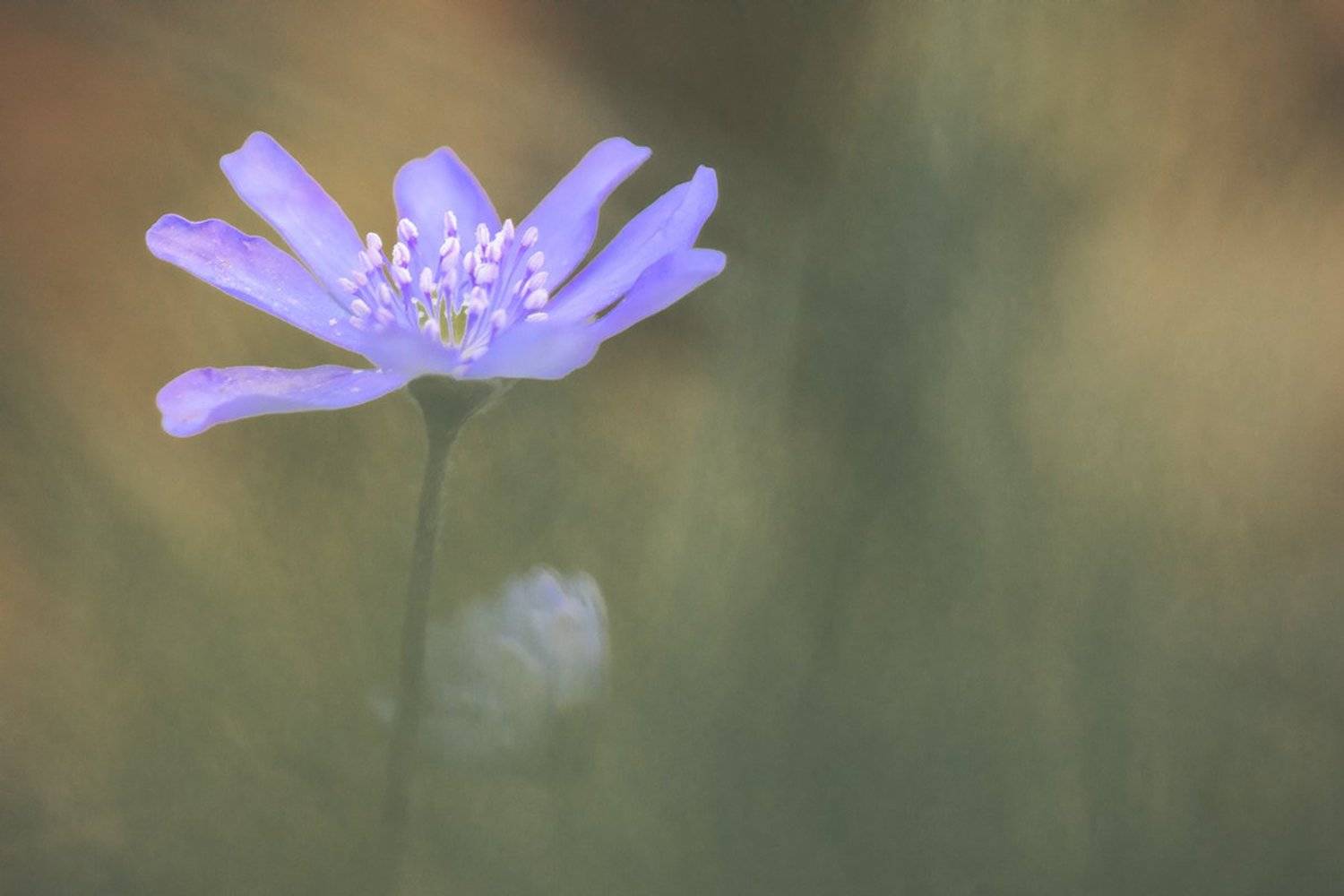 , Nicolae Fanurie Chirobocea