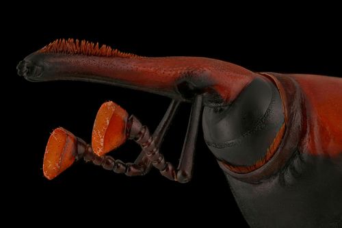 Red palm weevil