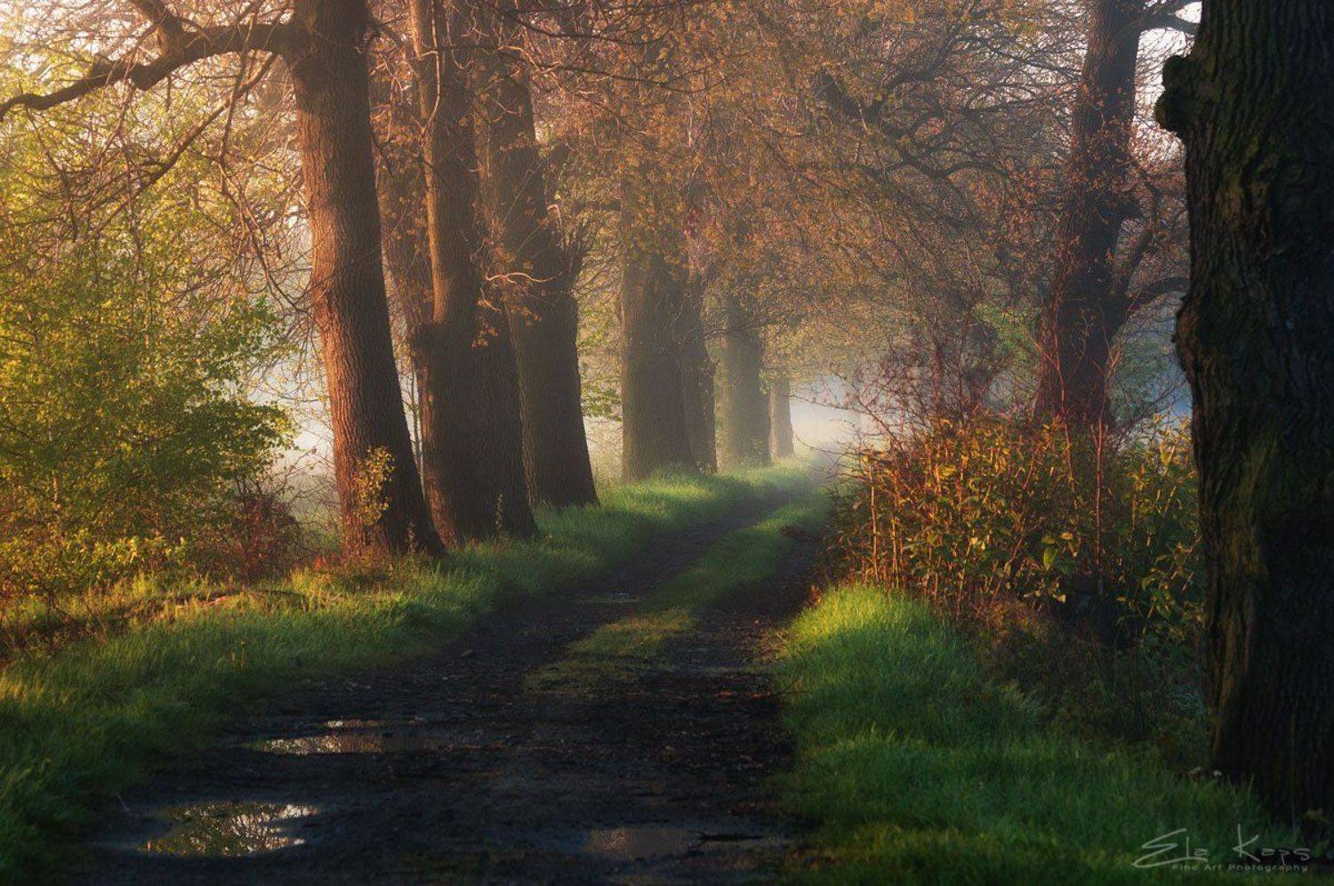 spring,landscape,poland,aleja,droga,, Kaps