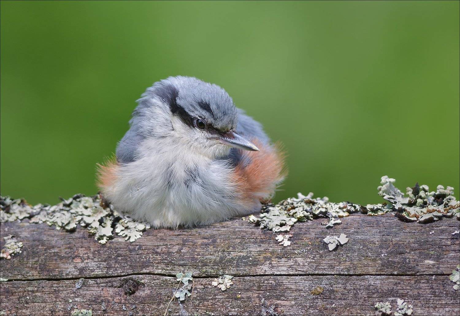 поползень, Андрей Медведев