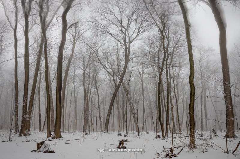 winter snow landscape panorama tree fog mist February mist фото превью