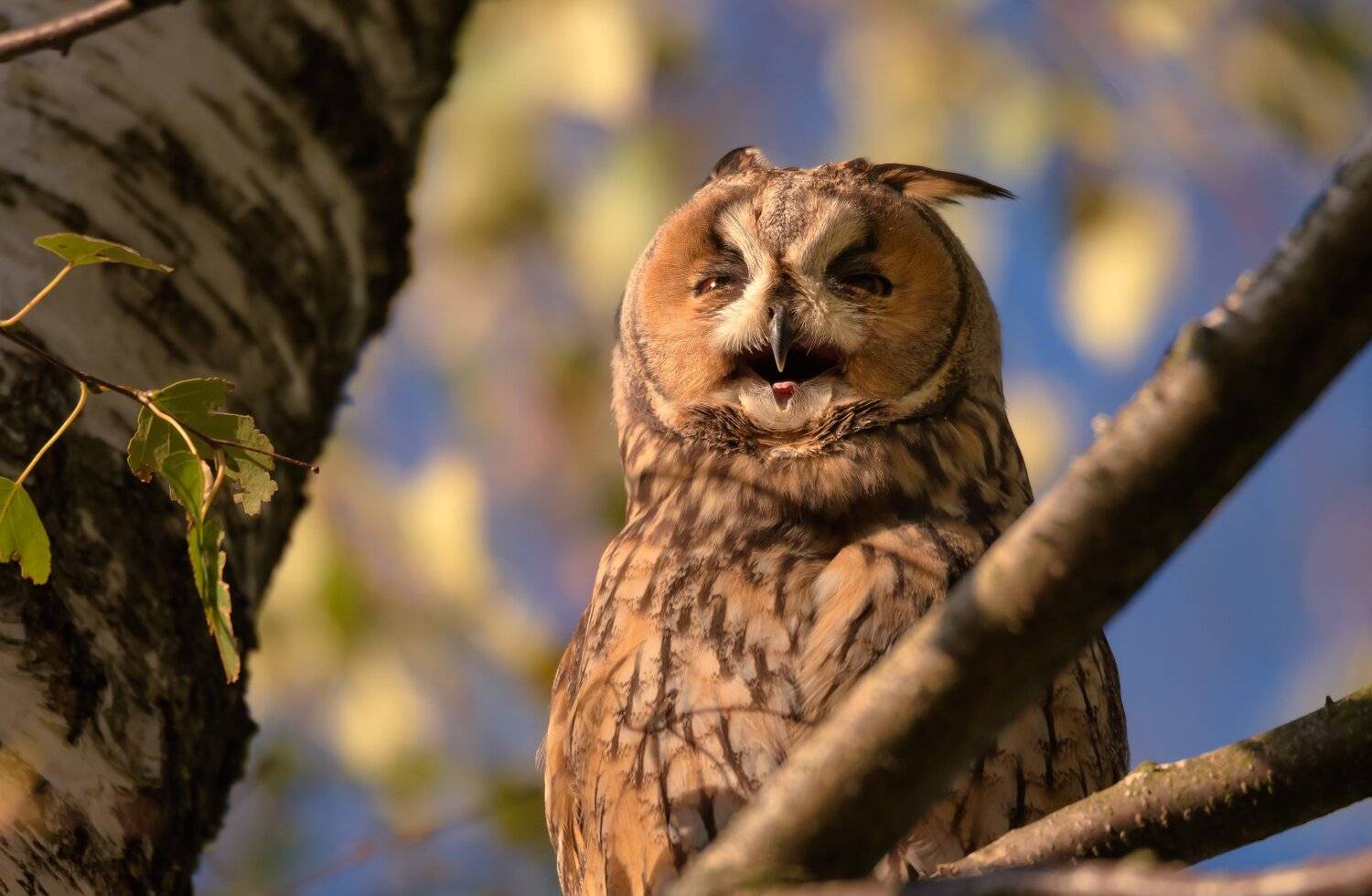Ушастая сова, птица с ушами, Asio otus, птицы Подмосковья, смешная птица, эмоции, смеющаяся птица, срыгивание погадки, птица на берёзе, Ксения Соварцева