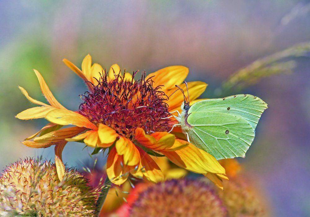 , Чепленко Алексей