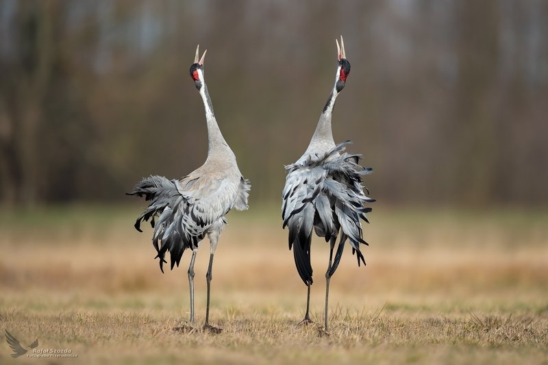 Zalotne Żurawie, Common Crane (Grus grus) ... 2020r фото превью