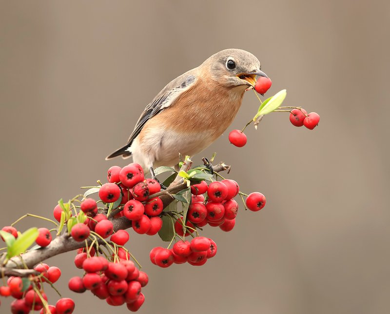 восточная сиалия, eastern bluebird,bluebird Любительница ягод. Восточная сиалия. самка. фото превью