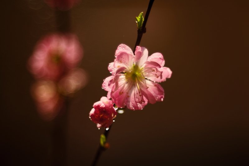 plum, macro, sprining Red plum фото превью