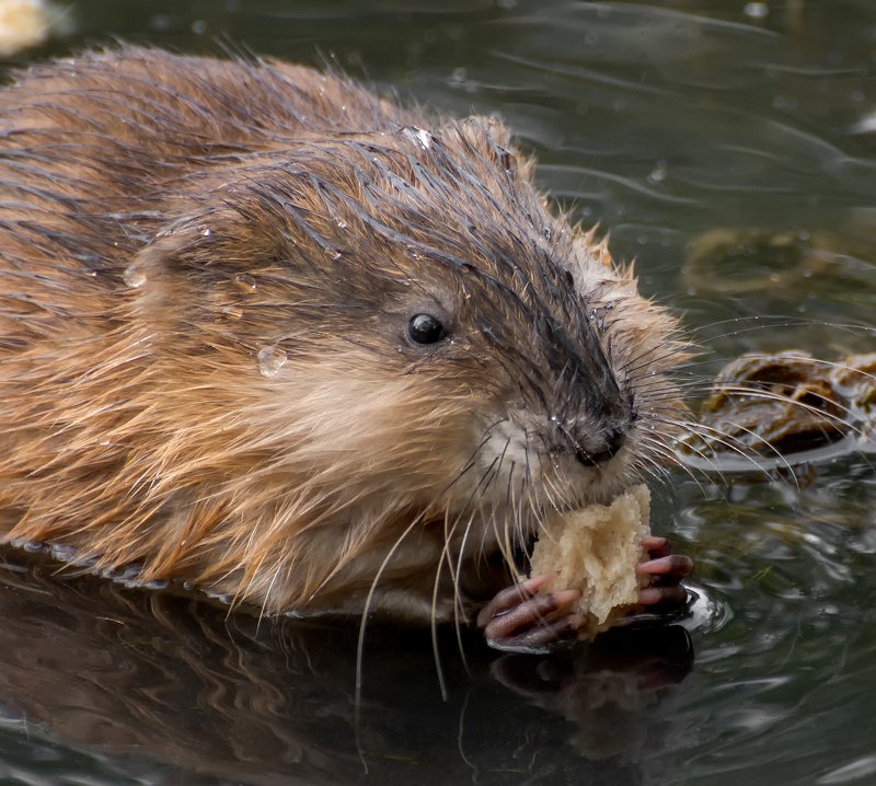 Ондатра.. фото превью