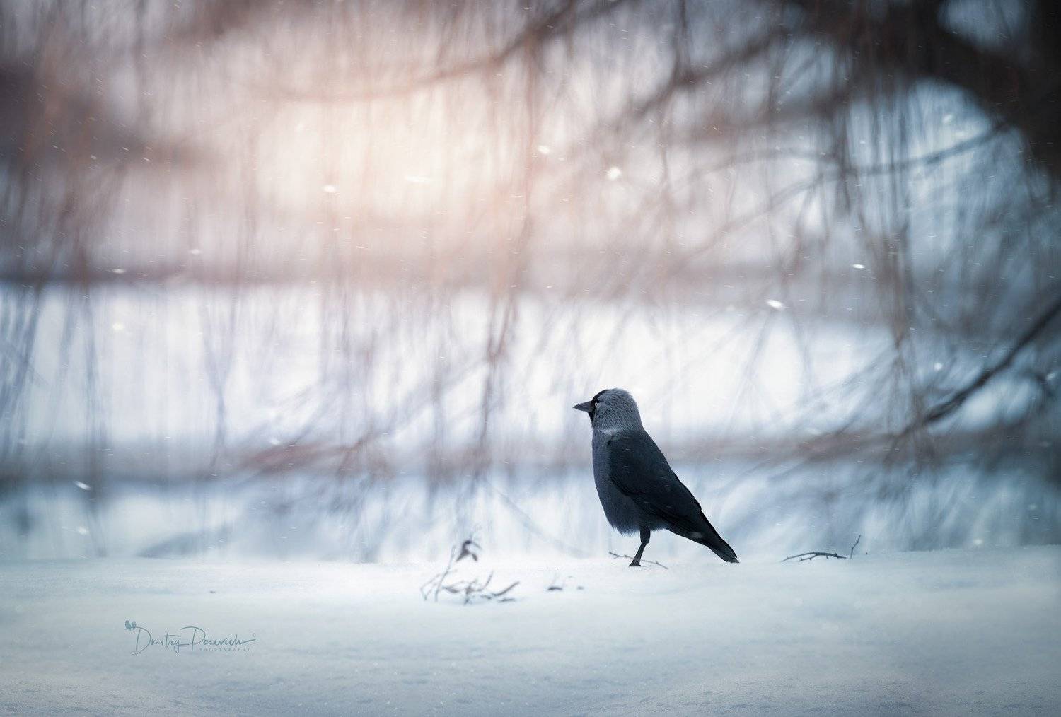 природа, лес, животные, птицы, Дмитрий Посевич