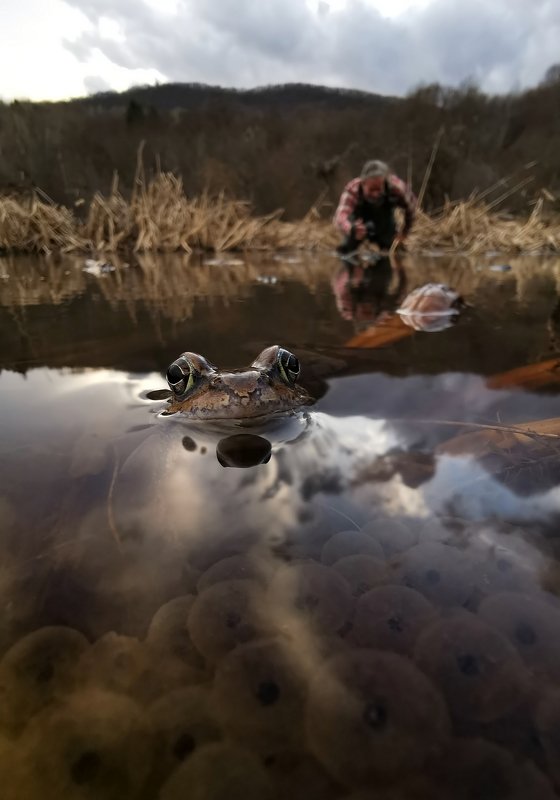 Начало сезона - травяная лягушка (Rana temporaria) фото превью