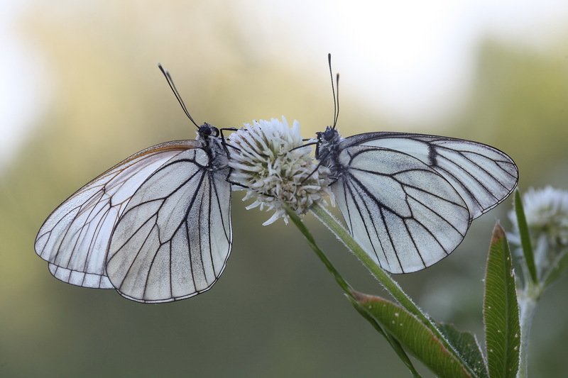 *** фото превью