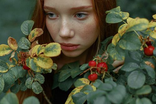 шиповник