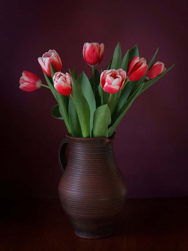 Тюльпаны фото превью