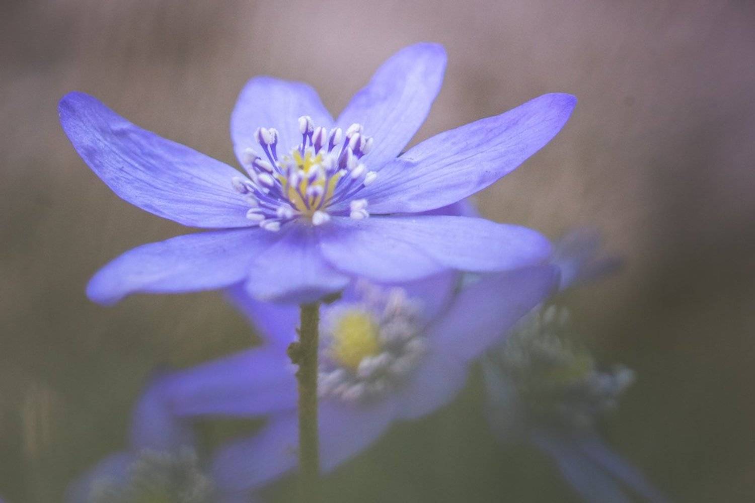 , Nicolae Fanurie Chirobocea