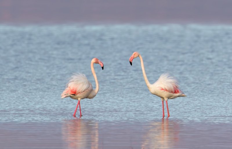 greater flamingo, phoenicopterus roseus, розовый фламинго двое фото превью