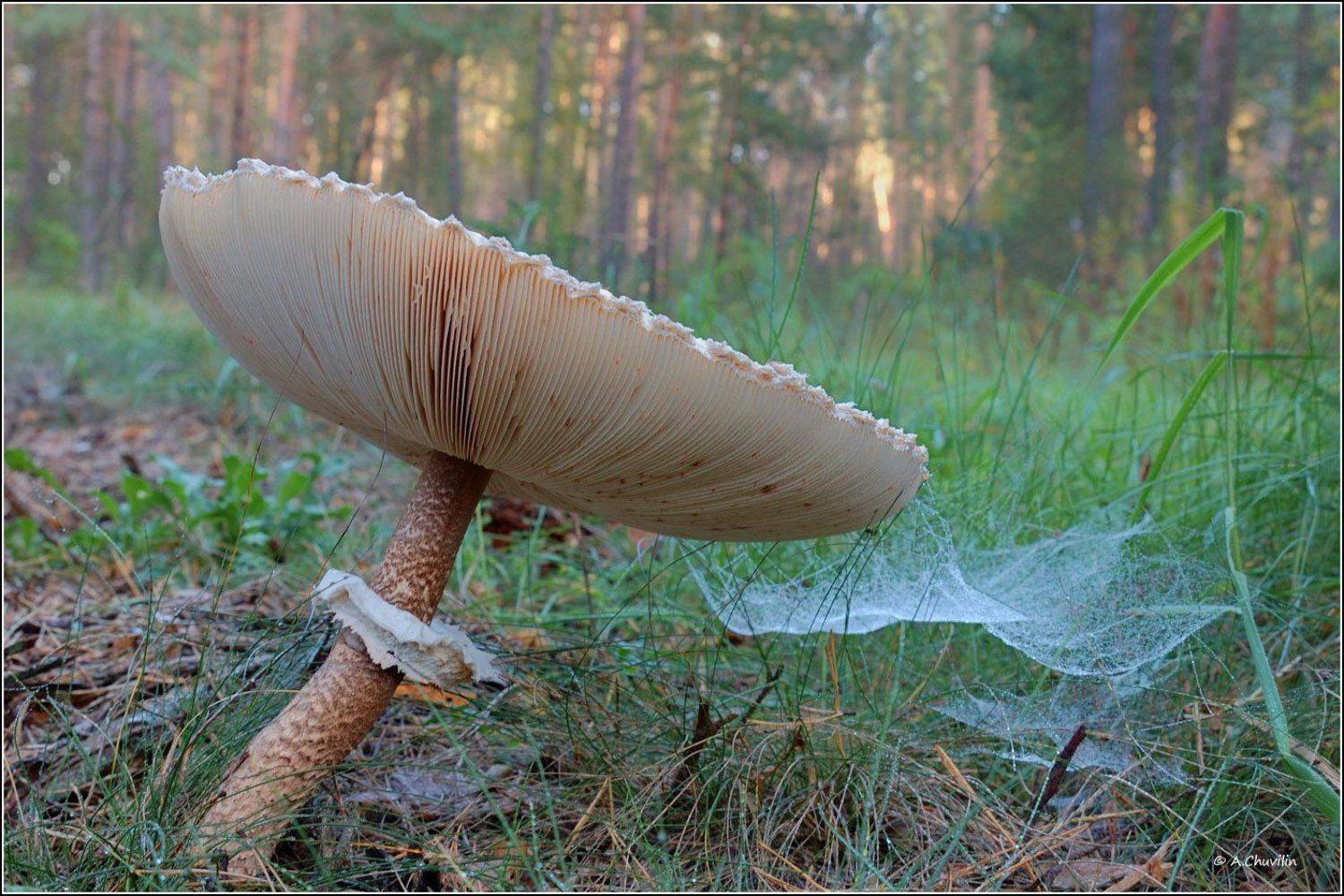 гриб,шлейф,паутина,сентябрь, Александр Чувилин