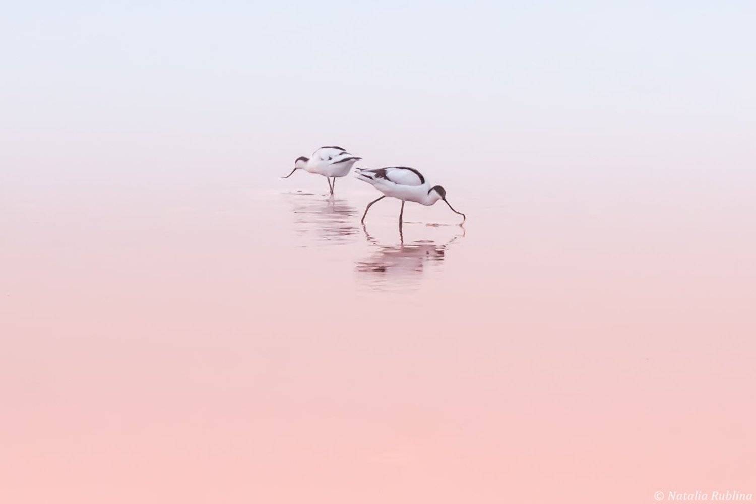 шилоклювки,птицы,животные ,птица,природа,отражение,минимализм,розовый,утро,озеро,рассвет, Наталья Рублина