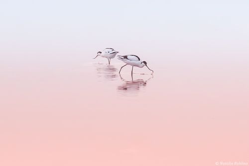 Шилоклювки