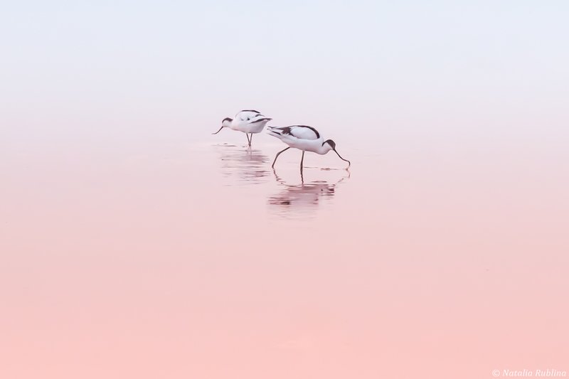 шилоклювки,птицы,животные ,птица,природа,отражение,минимализм,розовый,утро,озеро,рассвет Шилоклювки фото превью