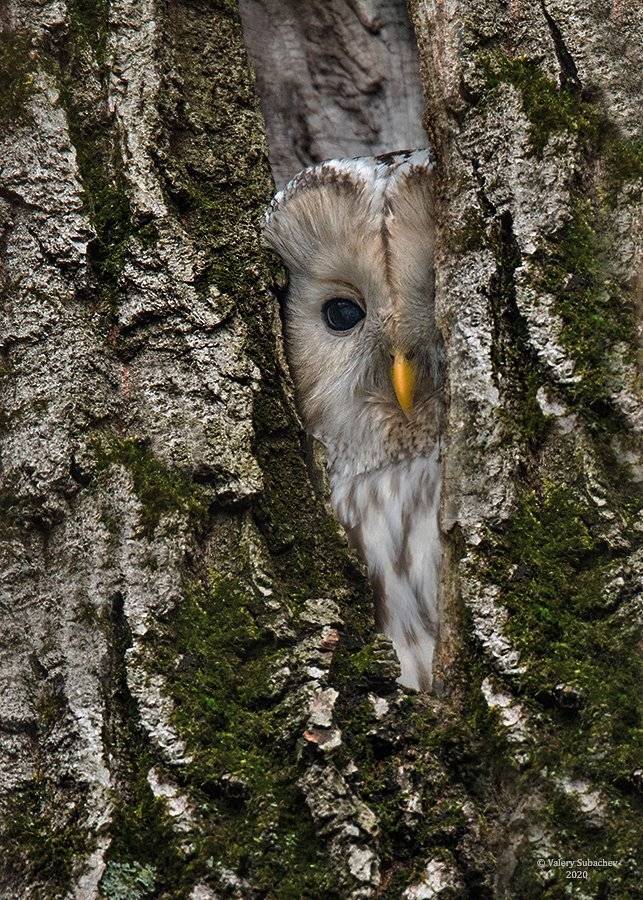 , Валерий Субачев