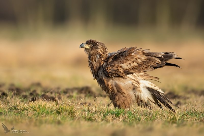 Nastroszona młodzież - Bielik, White-tailed Eagle (Haliaeetus albicilla) ... 2020r фото превью