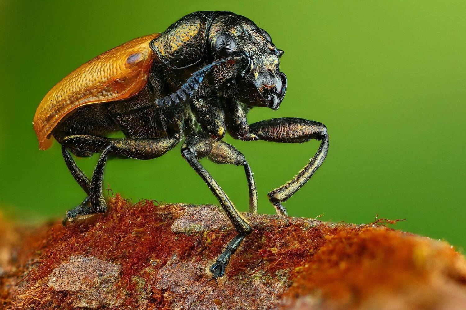 жук,макро,природа,усы,цвет,зеленый,растение, Андрей Шаповалов