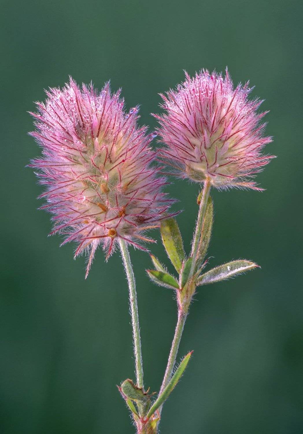 , Чепленко Алексей