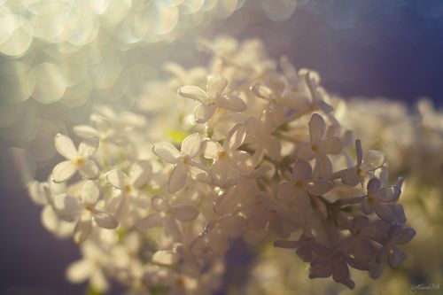 Дыхание весны