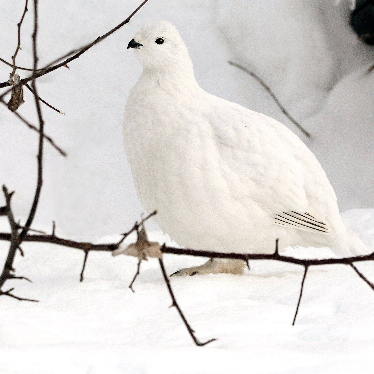 , Михаил Белоусов