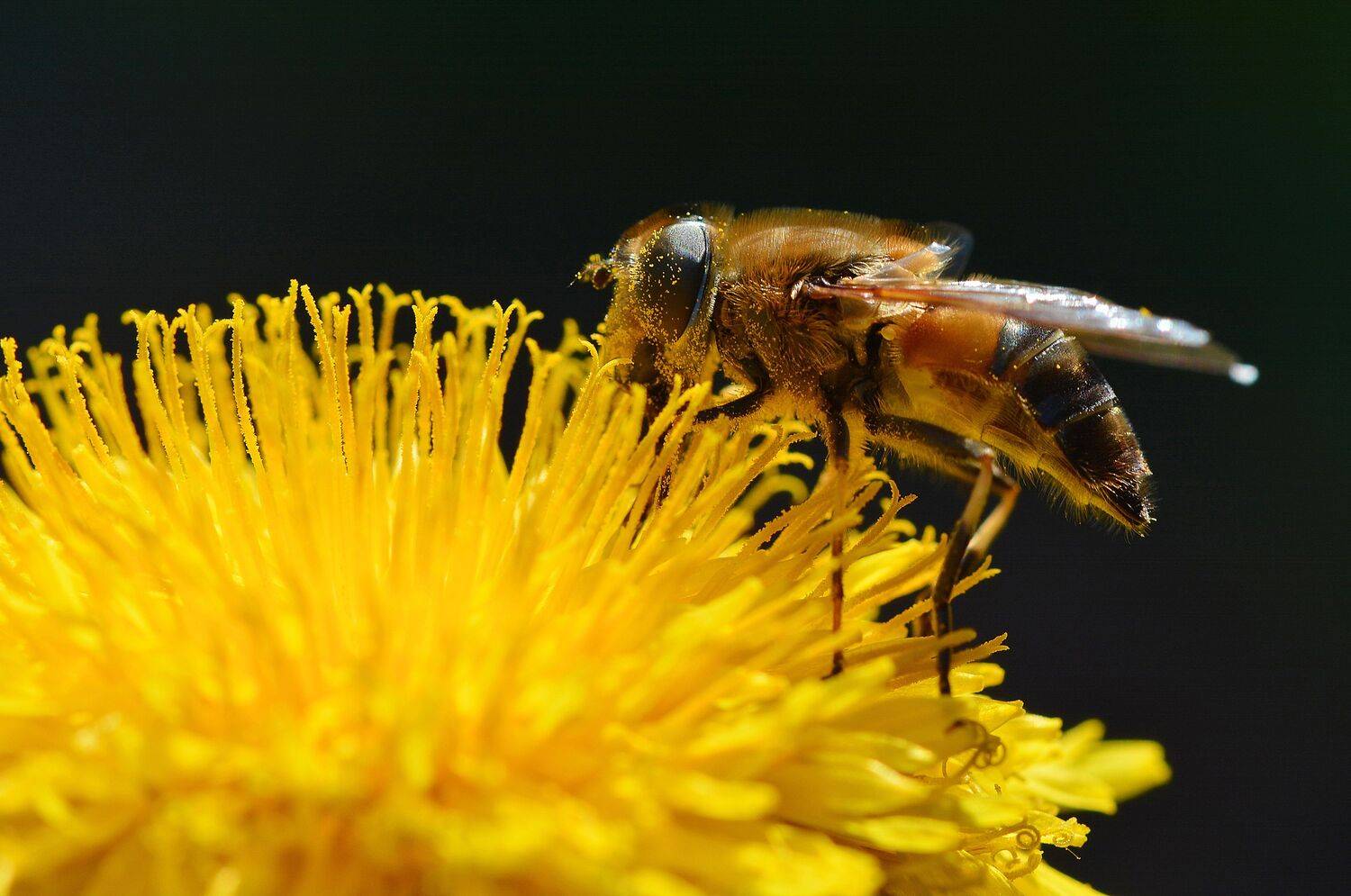 , Юлия Абрамова