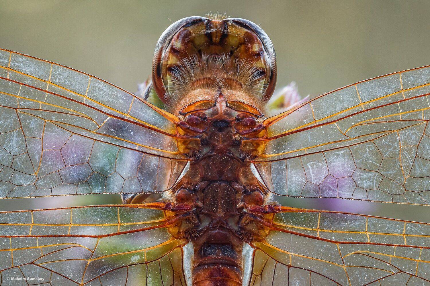 макро,стекинг,вега-11у, Максим Сумской